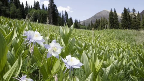 Columbine in the sun with a mountain in the background Stock Footage 91665920