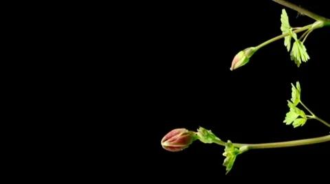 Columbine Timelapse Video stock 7909913