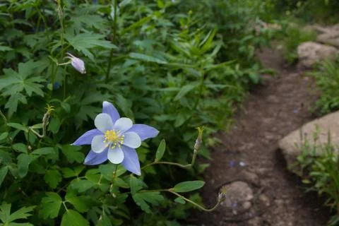 Columbine by the Trail Stock Photos