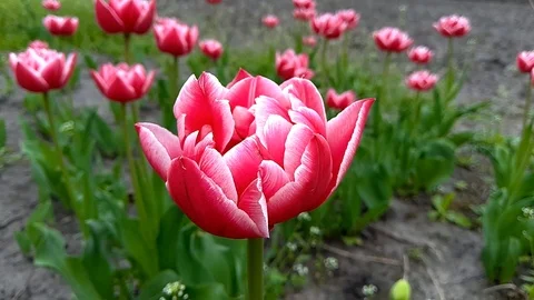 Columbus double pink tulip Stock Footage 107416414