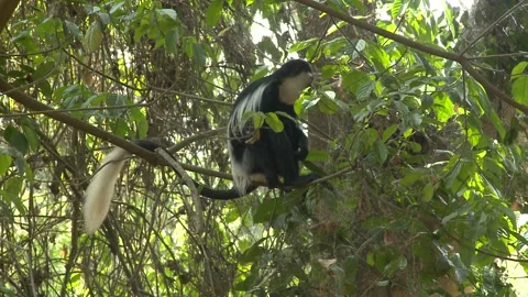 COLUMBUS MONKEY 2 Stock Footage 295251178