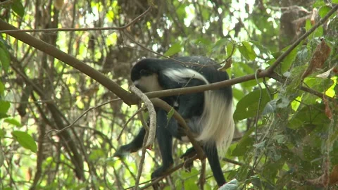 COLUMBUS MONKEY Stock Footage 295251160