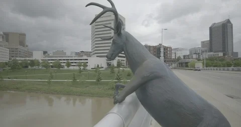 Columbus OH - Deer 1 Stock Footage 127102373