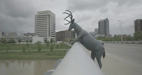 Columbus OH - Deer Static Stock Footage 127104039