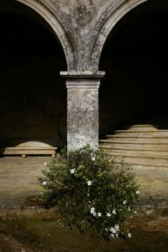 Column and  bush Stock Photos