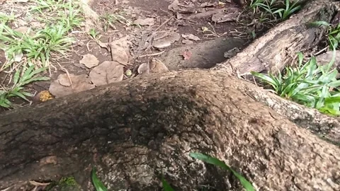 Column of ants carrying leaf piece on tree roots in guadeloupe Video stock 291686248