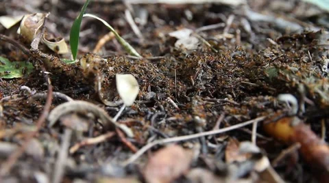 A column of ants on the rainforest floor. Stock Footage 58368129