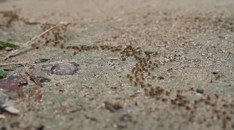 A column of  ants on the rainforest floor. Stock Footage 58378886