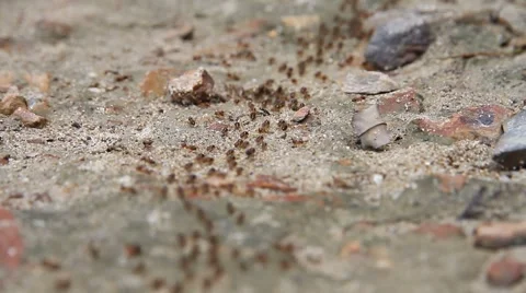 A column of ants on the rainforest floor. Stock Footage 58379840