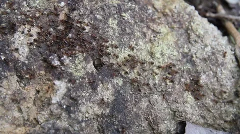 A column of ants on the rainforest floor. Stock Footage 58401533