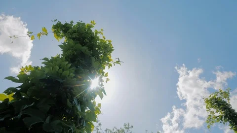 A column around which hops are twisted - raw materials for brewing Stock Footage 126932823