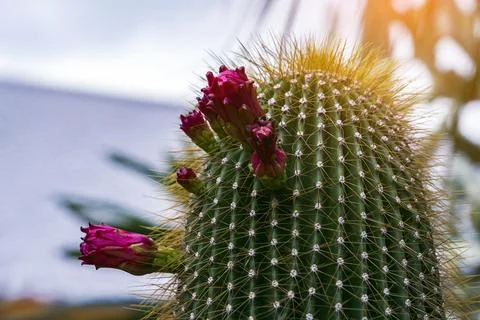 Column cactus stem with dense golden spines and pink flower bud. Green colu.. Stock-Fotos