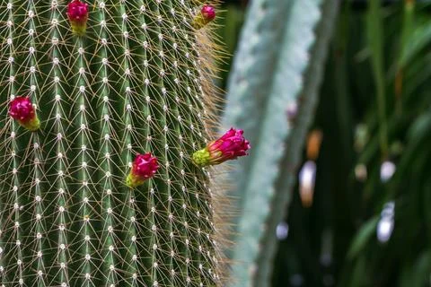 Column cactus stem with dense golden spines and pink flower bud. Green colu.. Stock-Fotos