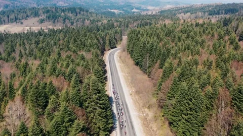 A column of cyclists rides on the road among the mountain forest, cycling Stock Footage 181587297