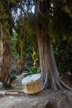Column Drums under a tree, part of the ruins of the Roman Agora in Kos (mar.. Stock Photos