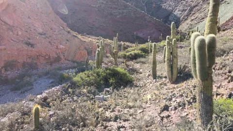 Columnar Cacti on Rocky Hillside in Maimara Desert Canyon Jujuy Argentina Vídeos de archivo 346339721
