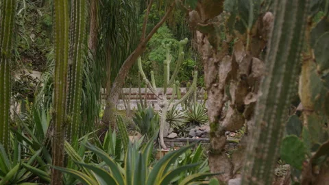 Columnar Cactus, Agave Rosettes, Palm Trees, Green Garden Stock Footage 343907425
