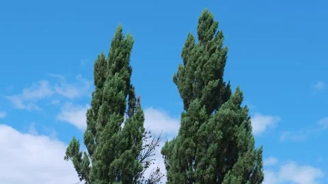 Columnar cypress tree tops with blue sky background texture Stock Footage 336346619