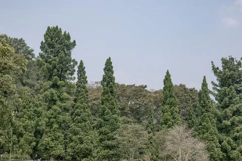 Columnar Green Trees for Park Conservation Design Stock Photos