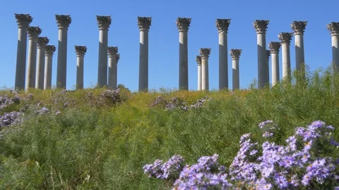 Columns with blossoms in foreground - column focus - National Arboretum1 4K Stock Footage 97757125