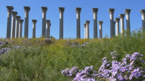 Columns with blossoms in foreground2 - focus shift - National Arboretum 4K Stockbeeldmateriaal 97757192