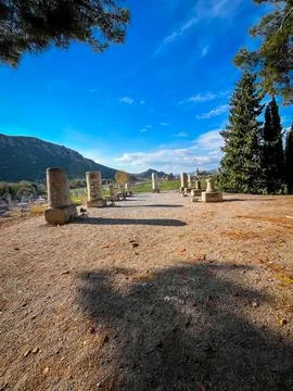 Columns Line Sunlit Path in Ephesus Agora Framed by Towering Pines Фото