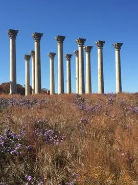 Columns 스톡 사진