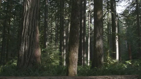 Columns of trees in lush oregon forest, dramatic lighting, static shot Stock Footage 332239235