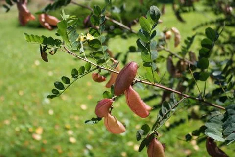 Colutea arborescens Stock Photos