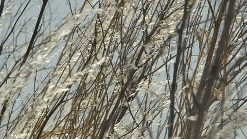 Colza dry field wind 4k Stock Footage 125062931