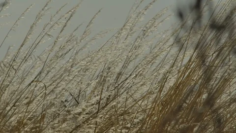 Colza dry field wind 4k 스톡 동영상 125063379
