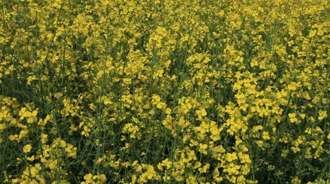 Colza Field 1 Stock Footage 23583487