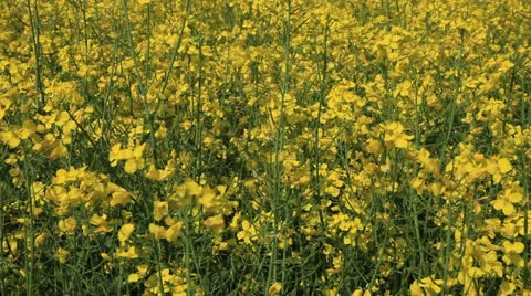 Colza Field 10 Stock Footage 23592633