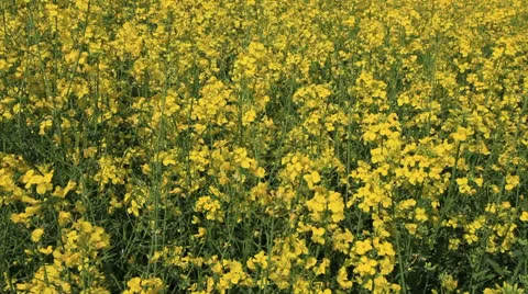 Colza Field 2 Stock Footage 23583582