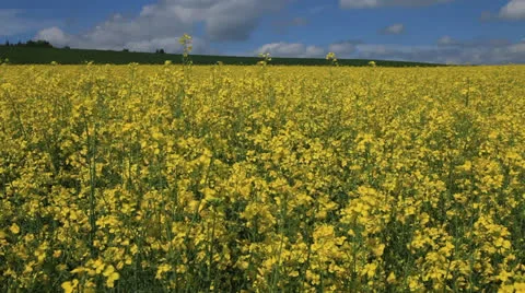 Colza Field 3 動画素材 23585562