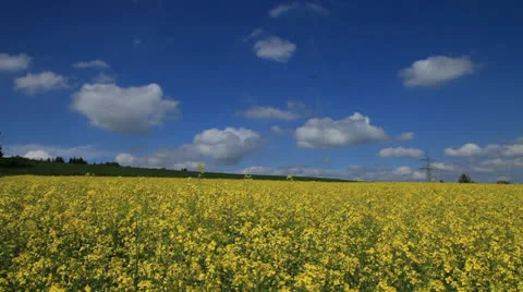 Colza Field 4 動画素材 23586223