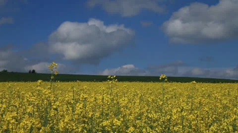 Colza Field 5 Stock Footage 23588268
