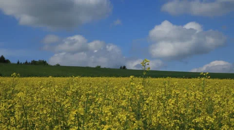 Colza Field 6 Stock Footage 23588721