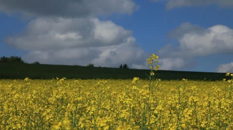 Colza Field 7 Stock Footage 23590439