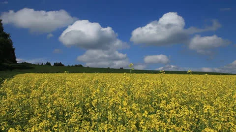 Colza Field 8 Stock Footage 23590860