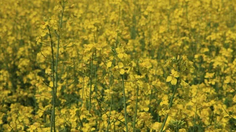 Colza Field 9 库存影片 23591584