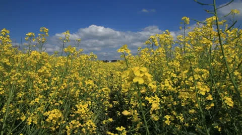 Colza Field 库存影片 23593586