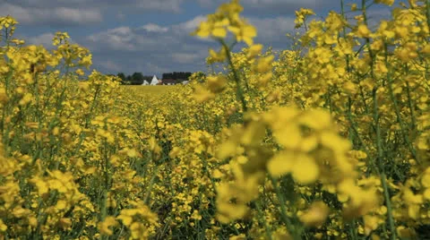 Colza Field 库存影片 23594288