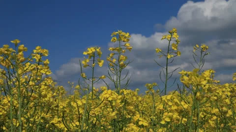 Colza Field 動画素材 23595159