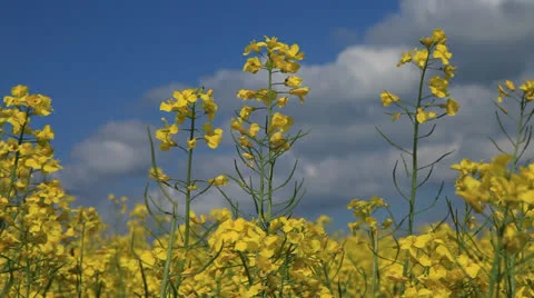 Colza Field 库存影片 23596470