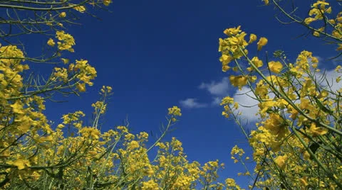 Colza Field 库存影片 23597456