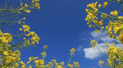 Colza Field 库存影片 23598539