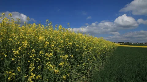 Colza Field 库存影片 23598781