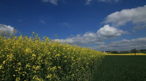 Colza Field 库存影片 23599196