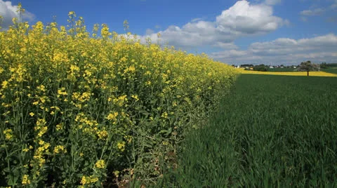 Colza Field 库存影片 23599800